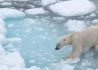 Polarbearsinternational